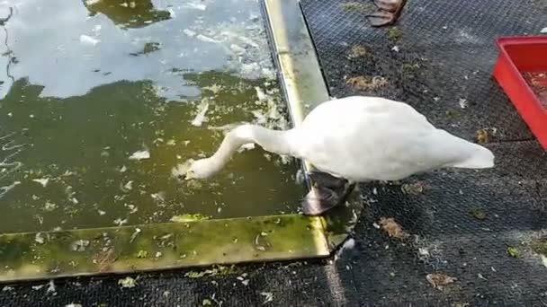 Witte Zwaan Cygnus Buccinator Boerderij — Stockvideo