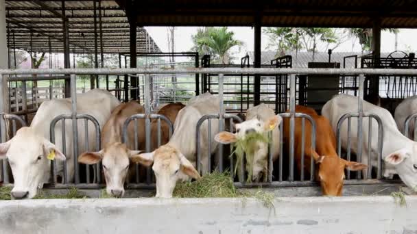 Skot Skot Kráva Hospodářských Zvířat Farmě — Stock video