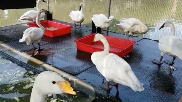 Witte Zwaan Cygnus Buccinator Boerderij — Stockvideo