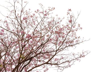 Beyaz arkaplanda izole edilmiş pembe trompet ağacı veya tabebuia gülü