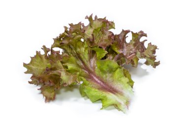 Beyaz zemin üzerinde kırmızı mercan marulu