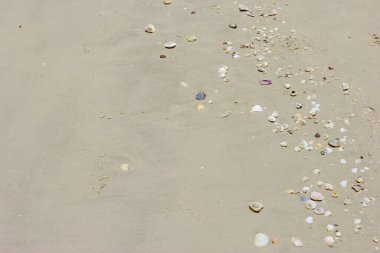 Kumsalda deniz kabukları