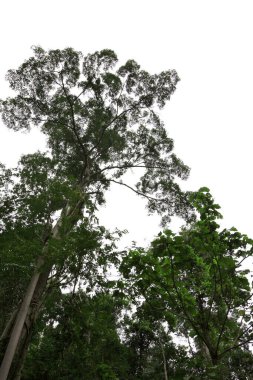 Beyaz Gökle Doğanın Ağaç Dalları