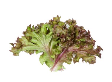 Beyaz zemin üzerinde kırmızı mercan marulu