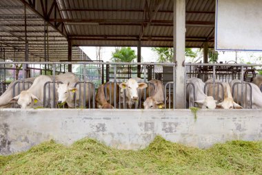 Çiftlikteki Sığır Sığırları Sığır Çiftliği