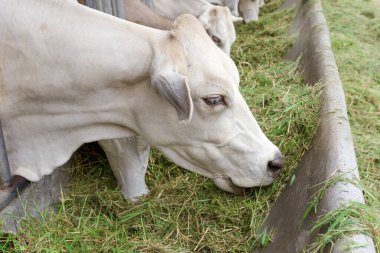 Çiftlikteki Sığır Sığırları Sığır Çiftliği