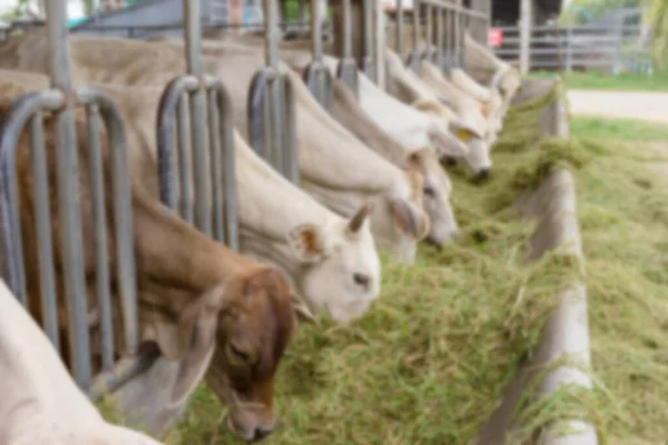 Out of focus,Beef Cattle Cow livestock in farm,blur background