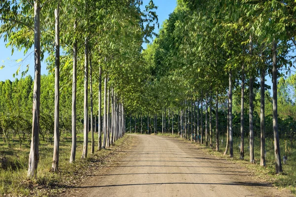 Yol boyunca rüzgarla birlikte