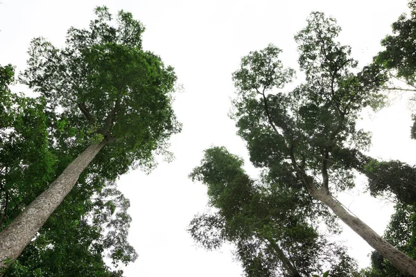 Boom Takken Natuur Met Witte Lucht — Stockfoto