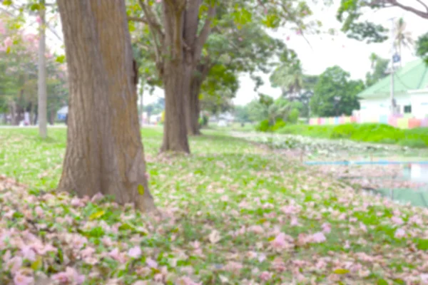 Imagen Borrosa Del Tronco Árbol Tabebuia Rosea Tree Con Flor — Foto de Stock