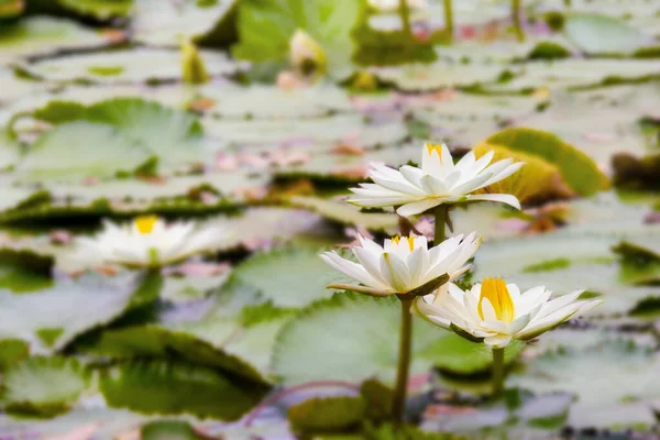 池に咲く白と黄色の蓮 — ストック写真
