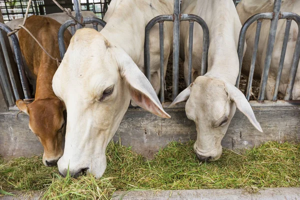 Çiftlikteki Sığır Sığırları Sığır Çiftliği