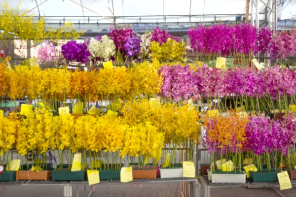 Fora Foco Várias Orquídeas Borram Fundo — Fotografia de Stock