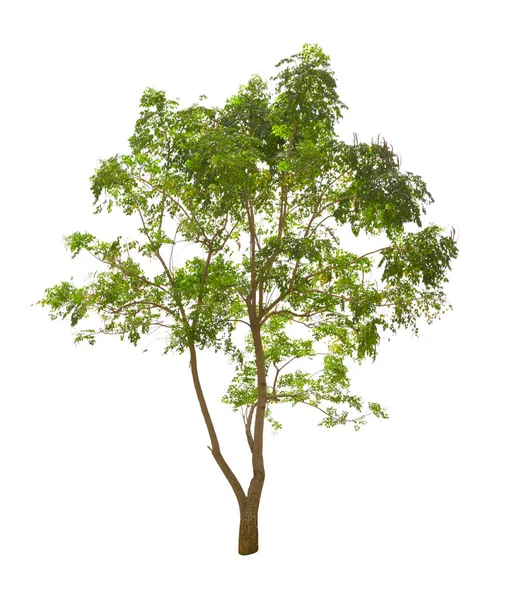Millingtonia Hortensis Árvore Isolada Sobre Fundo Branco — Fotografia de Stock