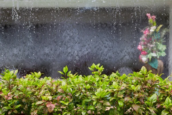 Tanaman Hias Dengan Tirai Air Dan Vas Bunga Mengaburkan Latar — Stok Foto