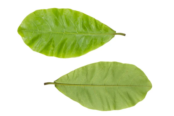 Grüne Terminalia Catappa Blätter — Stockfoto