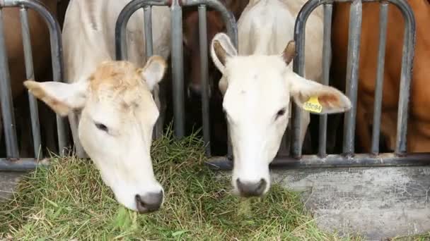 Skot Skot Kráva Hospodářských Zvířat Farmě — Stock video