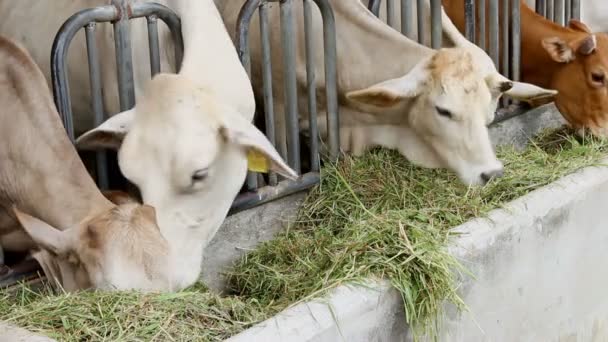 农场内的牛只牛只 — 图库视频影像