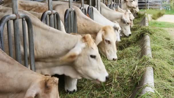 Ganado Vacuno Ganado Vacuno Granja — Vídeos de Stock