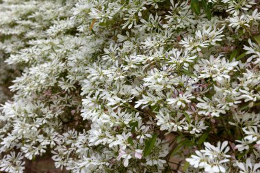 Beyaz yaprak deseni, sonbahar bitkisi yaprağı arkaplanı, Pithecellobium dulce, seçili odak
