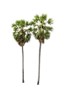 Beyaz arkaplanda izole edilmiş şeker palmiyesi