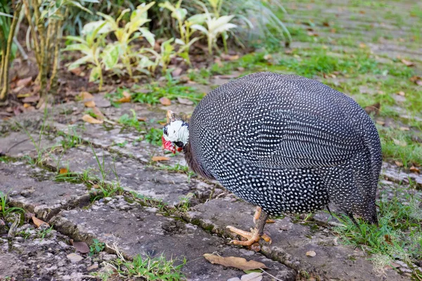 Belle Pintade Dans Jardin — Photo