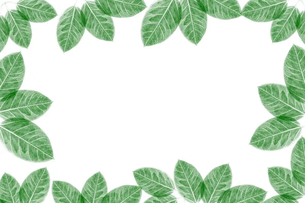 Зеленые Листья Рисунок Осенний Лист Растения Изолированы Белом Фоне — стоковое фото
