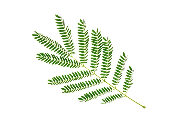 Zelené Listy Vzor Tropické Rostlinné Listy Izolované Bílém Pozadí — Stock fotografie