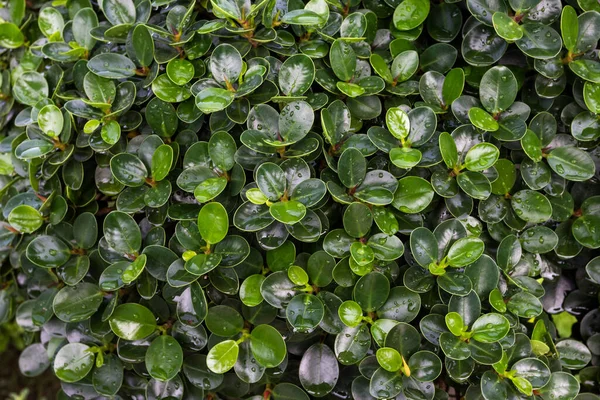 Grüne Blätter Muster Mit Tropfen Herbst Pflanze Blatt Hintergrund — Stockfoto