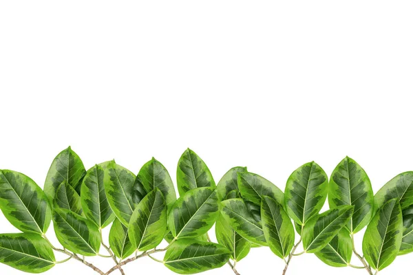녹색과 노란색 배경에 캐리커처 플랜트 Graptophyllum Pictum Ficus Elastica Variegata — 스톡 사진