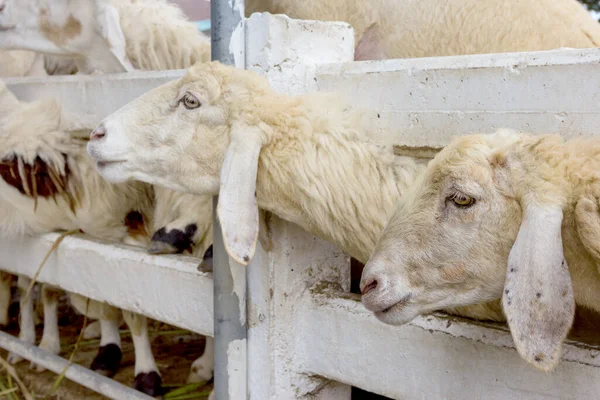 Çiftlikte koyun, Tayland 