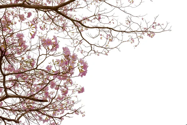 Pink Trumpet Tree Tabebuia Rosea Isolated White Background — Stock Photo, Image