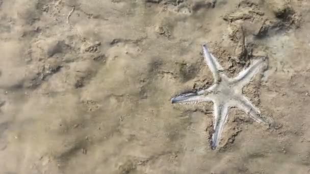 Морська Зірка Лежить Приховано Грунті — стокове відео