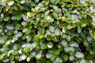 Yeşil yapraklar damla ile desen, sonbahar bitki yaprağı arka planı