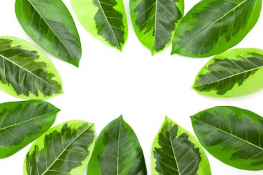 Yeşil yapraklar, beyaz arkaplanda yalıtılmış sonbahar yaprağı, Karikatür bitkisi veya Graptophyllum Pictum, Ficus Elastica Variegata