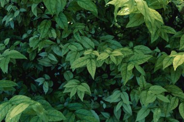 Yeşil yapraklar bir damla su ile desen, sonbahar bitkisi yaprağı arka planı