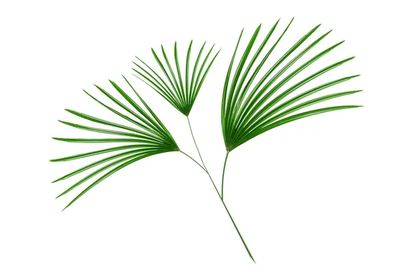 Zelené Listy Vzor List Palmy Izolované Bílém Pozadí — Stock fotografie