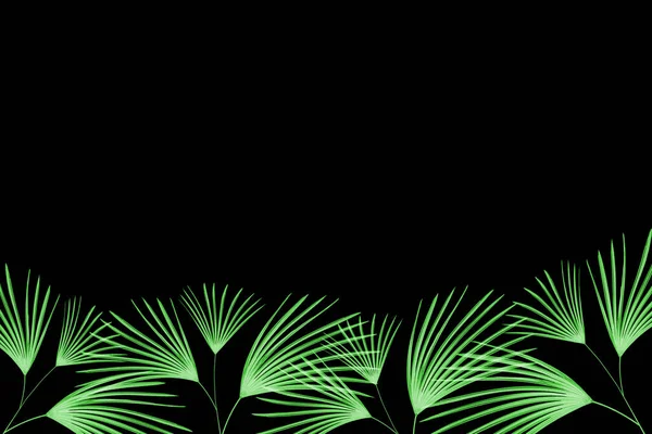 Yeşil Yapraklar Siyah Arkaplanda Izole Edilmiş Yaprak Palmiyesi — Stok fotoğraf