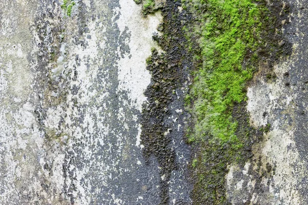 Abstract green moss wall texture grunge background