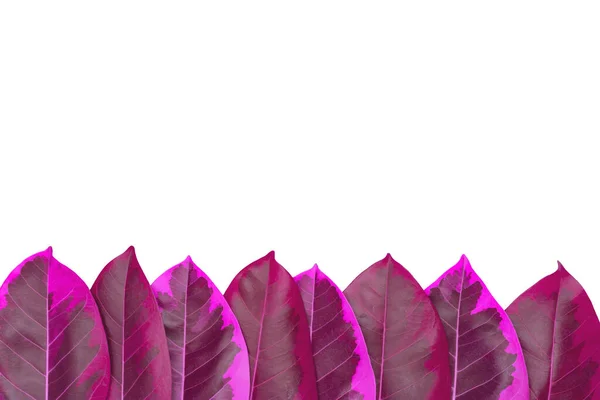 Patrón Hojas Magenta Hoja Planta Otoño Aislada Sobre Fondo Blanco — Foto de Stock