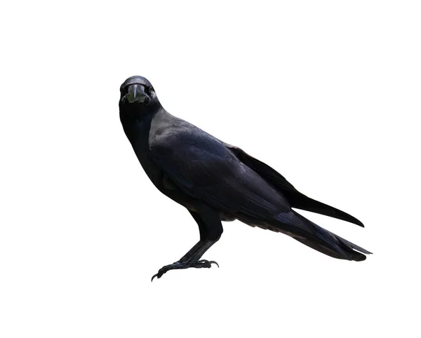 Vrána Nebo Havran Izolované Bílém Pozadí Černý Pták — Stock fotografie