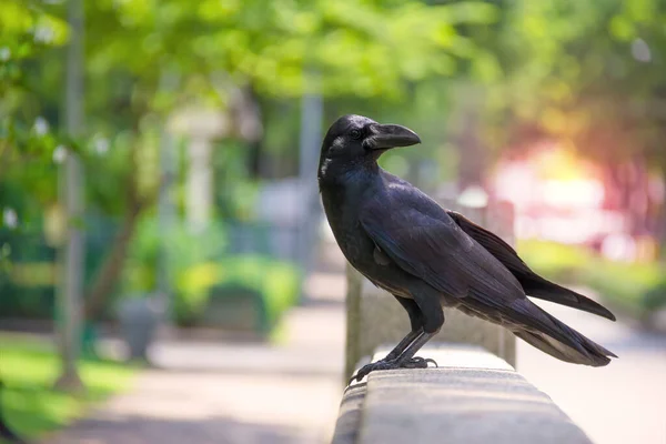 Kraai Raaf Bokeh Natuur Achtergrond Zwarte Vogel — Stockfoto