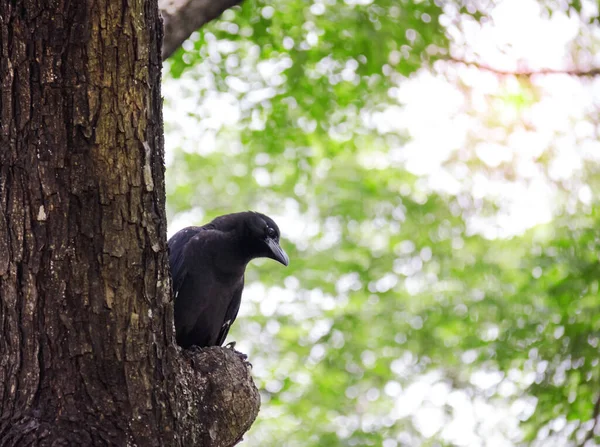 Kraai Raaf Bokeh Natuur Achtergrond Zwarte Vogel — Stockfoto