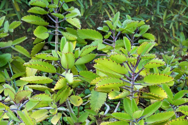 Bryophyllum Pinnatum Ogrodzie Roślina Ziołowa — Zdjęcie stockowe