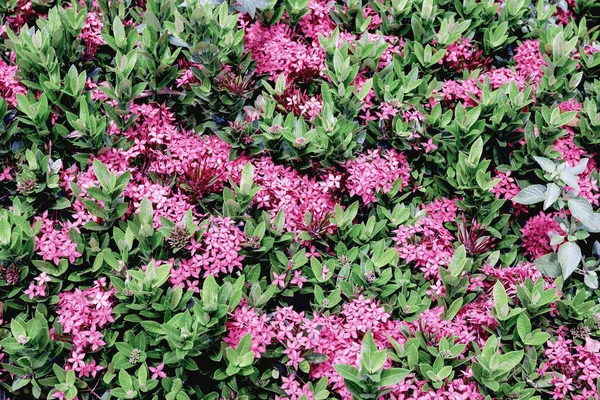 庭のピンクイクソラコカの花 — ストック写真