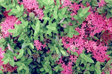Bahçede pembe ixora coccinea çiçeği