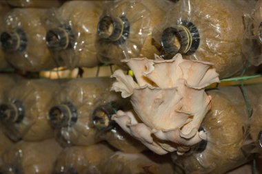 Yangın alevleri soyut arkaplan