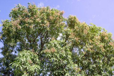 Mango çiçekleri açıyor ve gökyüzü mavisi ile ayrılıyor.