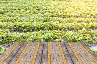 Çilek ekimi geçmişi olan üst masa, ahşap masa.