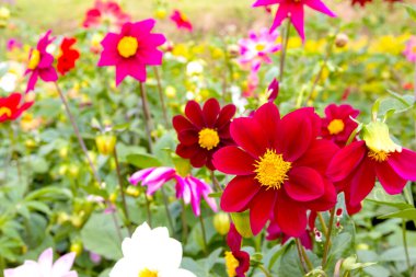 Kapalı kırmızı kozmos çiçekleri